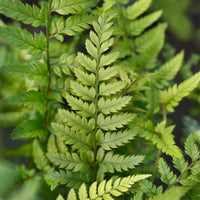 Fougères - Fougère Polystichum tsussimense - Polystichum tsussimense