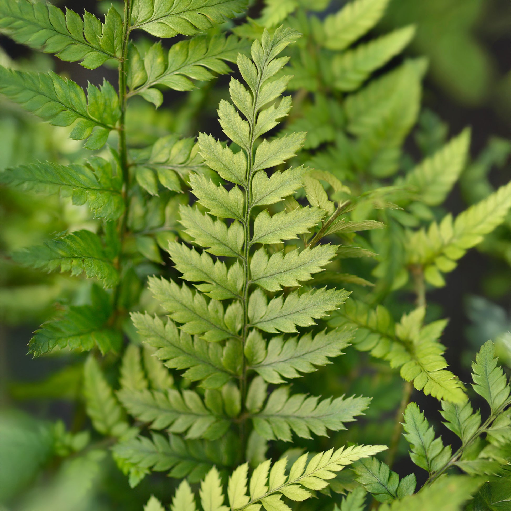 Fougères - Fougère Polystichum tsussimense - Polystichum tsussimense