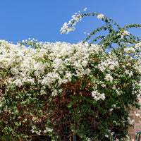 Bougainvillier blanc - Bougainvillea white - Bakker