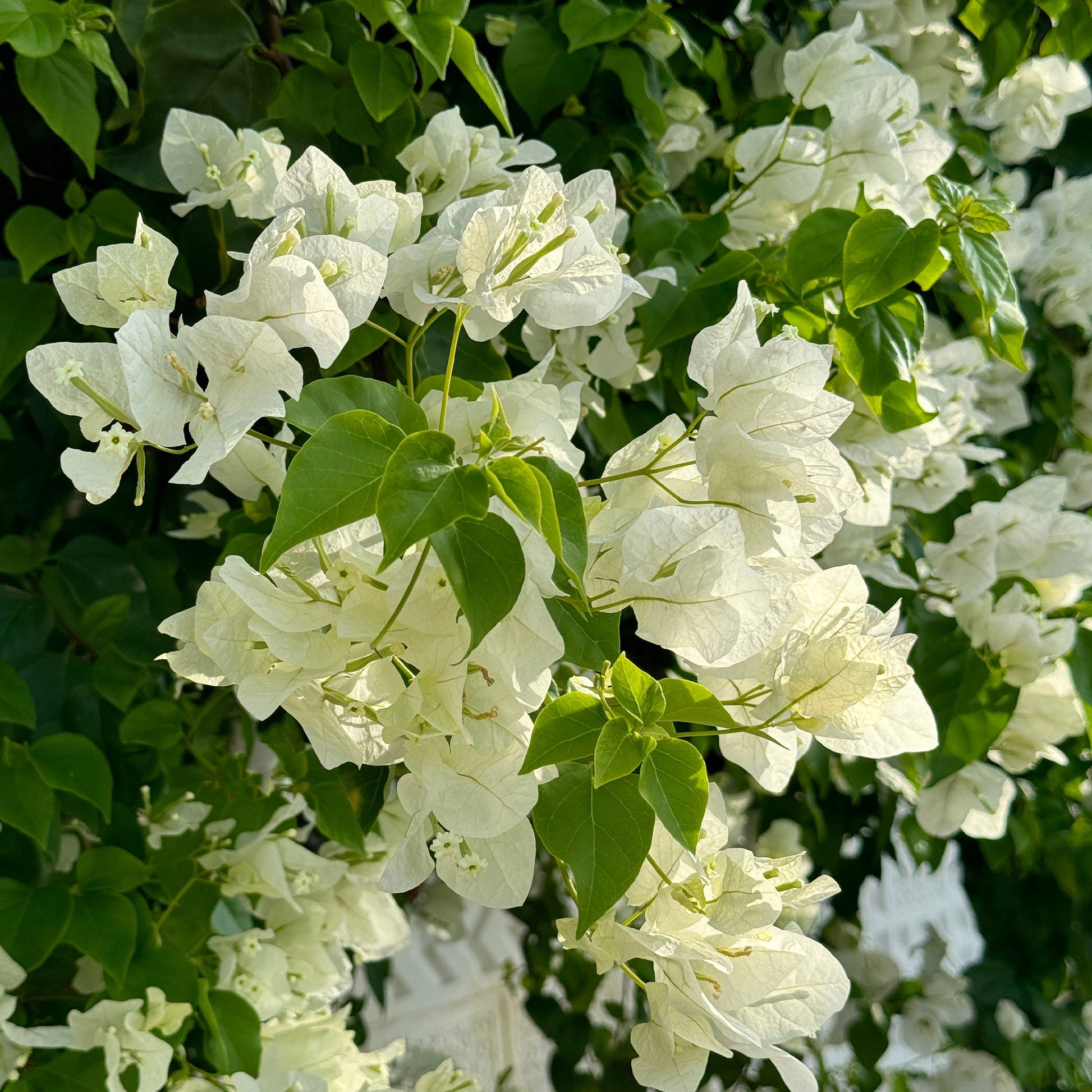 Bougainvillea white - Bougainvillier blanc - Bougainvillier