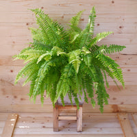 Fougère de Boston - Nephrolepis exaltata 'Green Lady' - Bakker