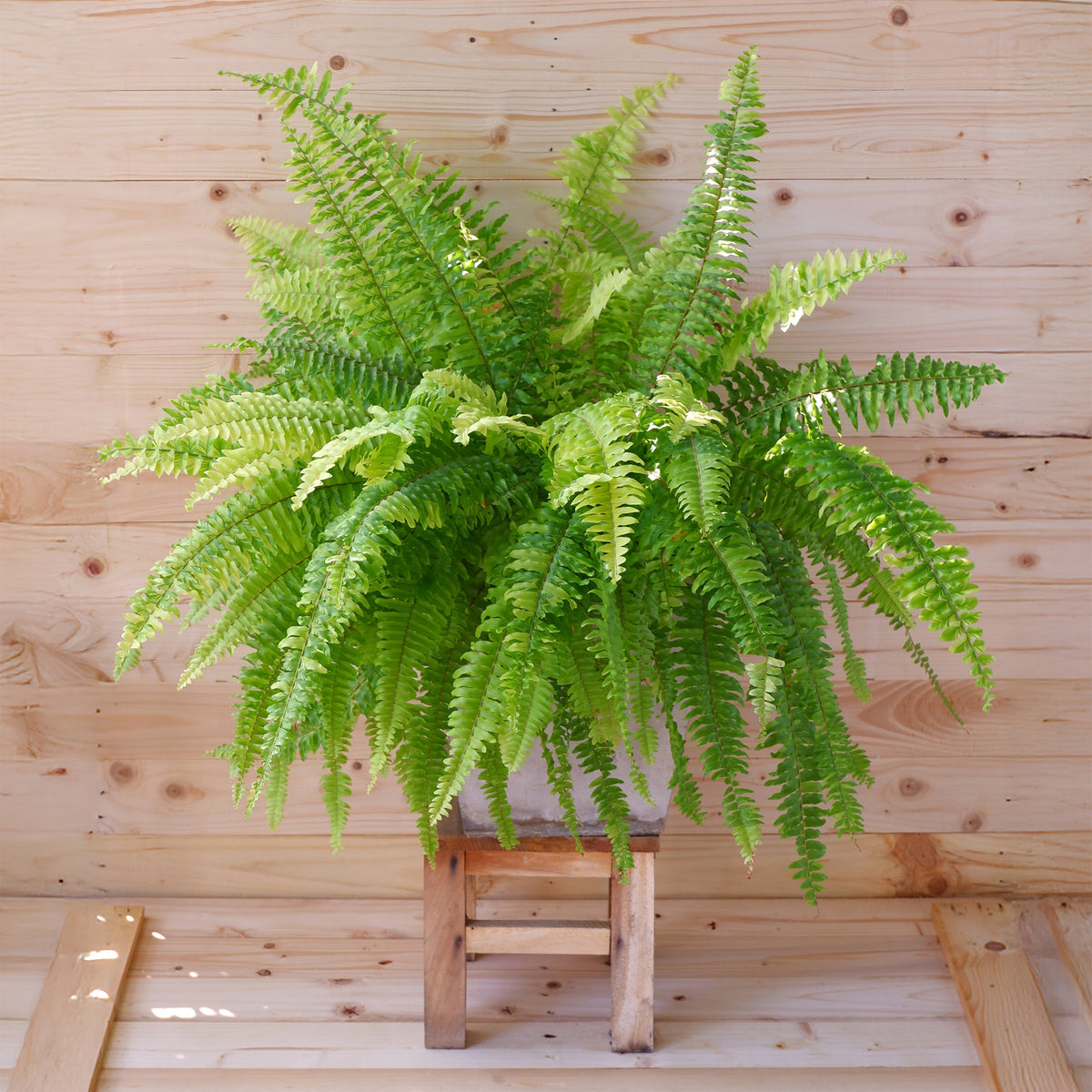 Fougère de Boston - Nephrolepis exaltata 'Green Lady' - Bakker