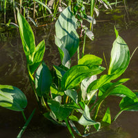 Vente Plantain d'eau - Alisma plantago-aquatica