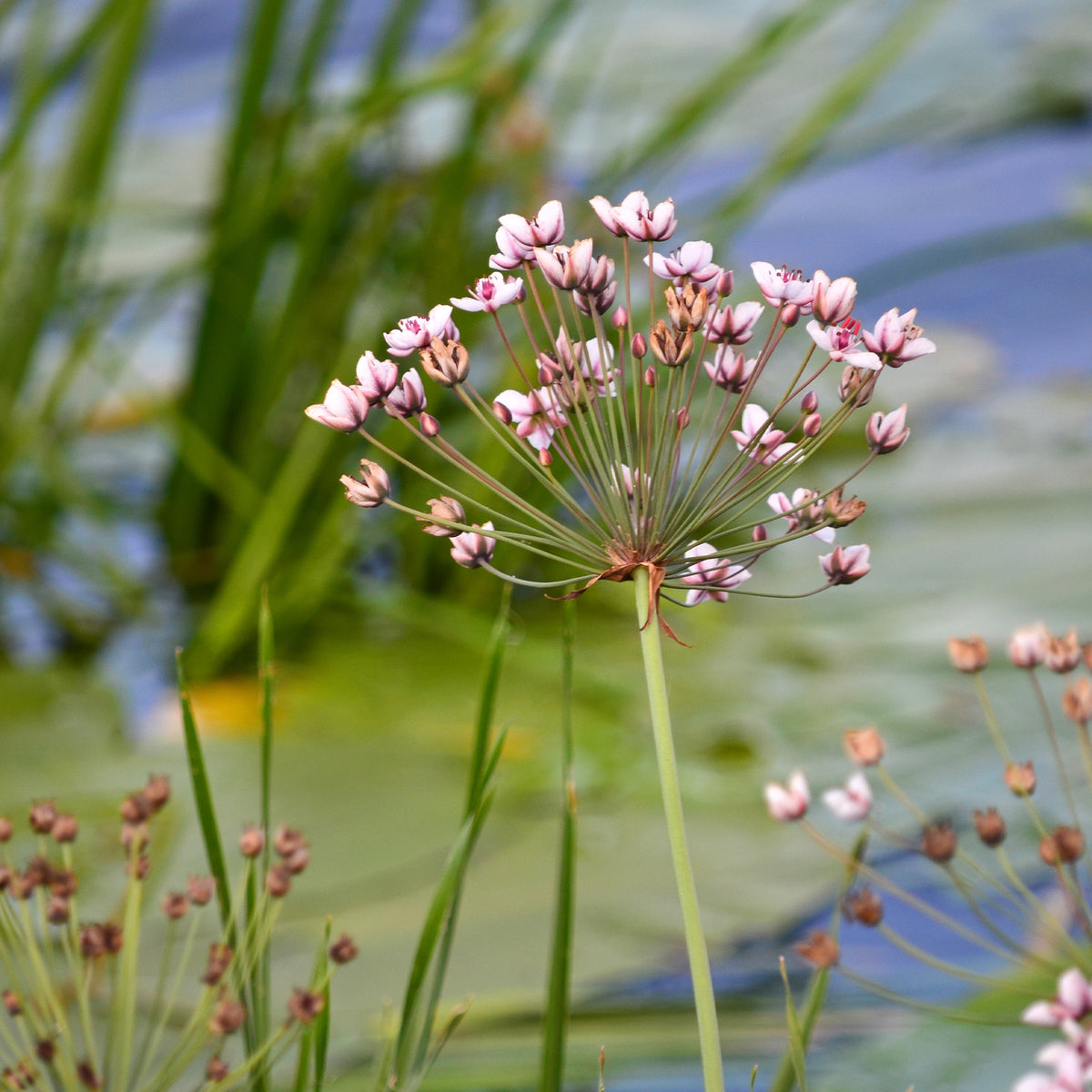 Jonc fleuri Butome en ombelle - Butomus umbellatus - Bakker