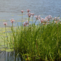 Butomus umbellatus - Jonc fleuri Butome en ombelle - Racines nues