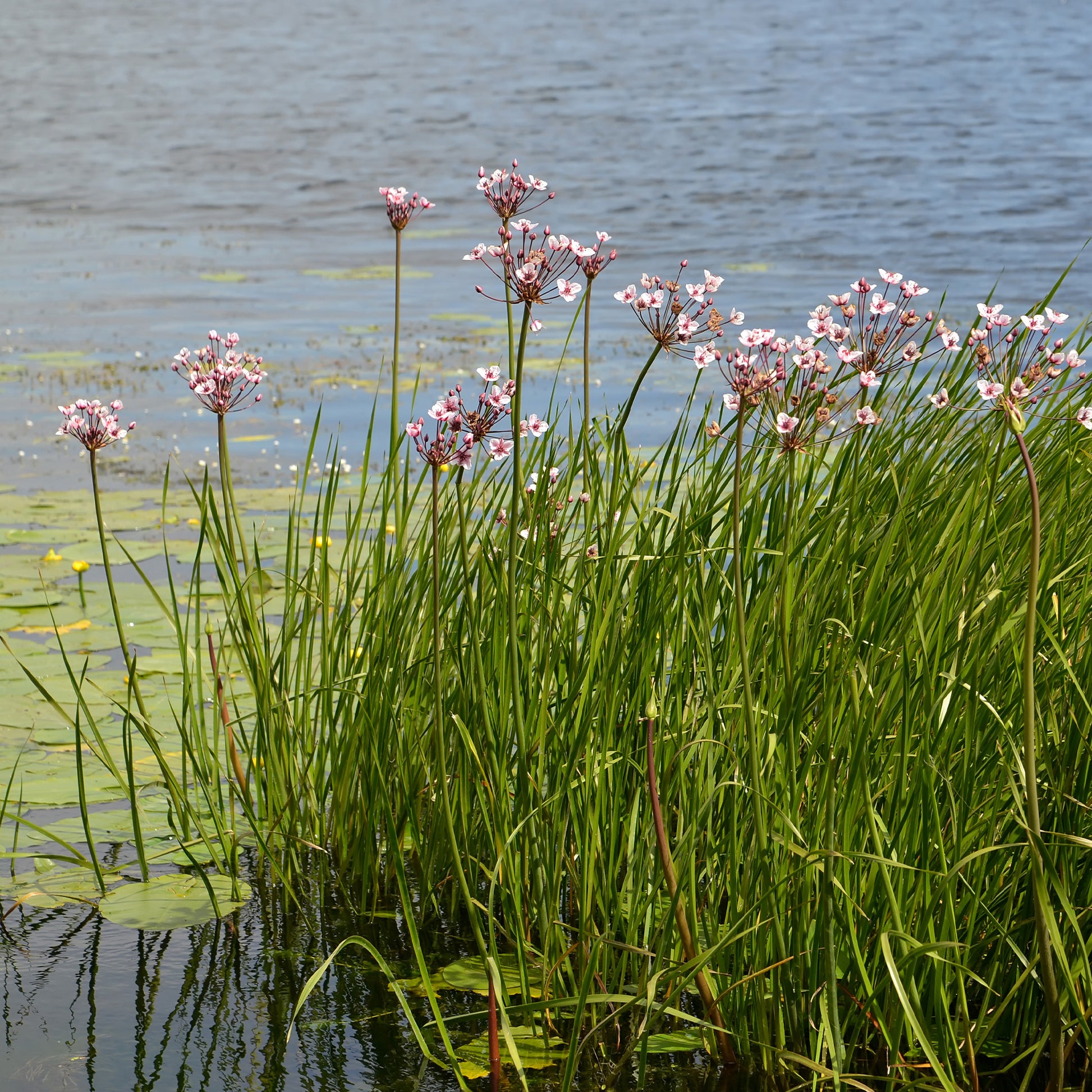 Butomus umbellatus - Jonc fleuri Butome en ombelle - Racines nues