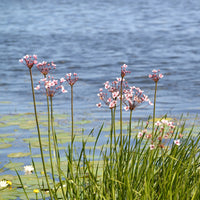 Jonc fleuri Butome en ombelle - Butomus umbellatus - Bakker