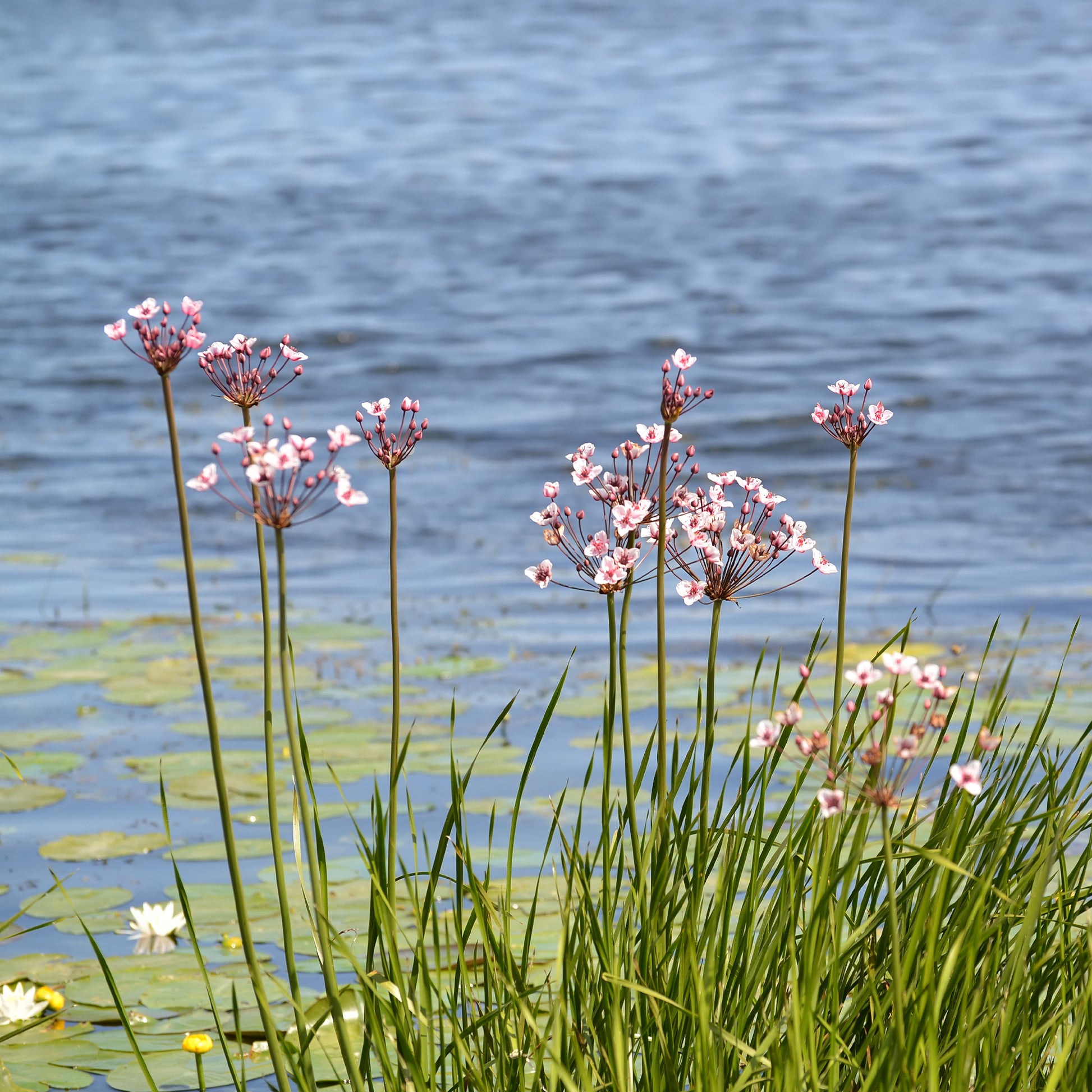 Jonc fleuri Butome en ombelle - Butomus umbellatus - Bakker