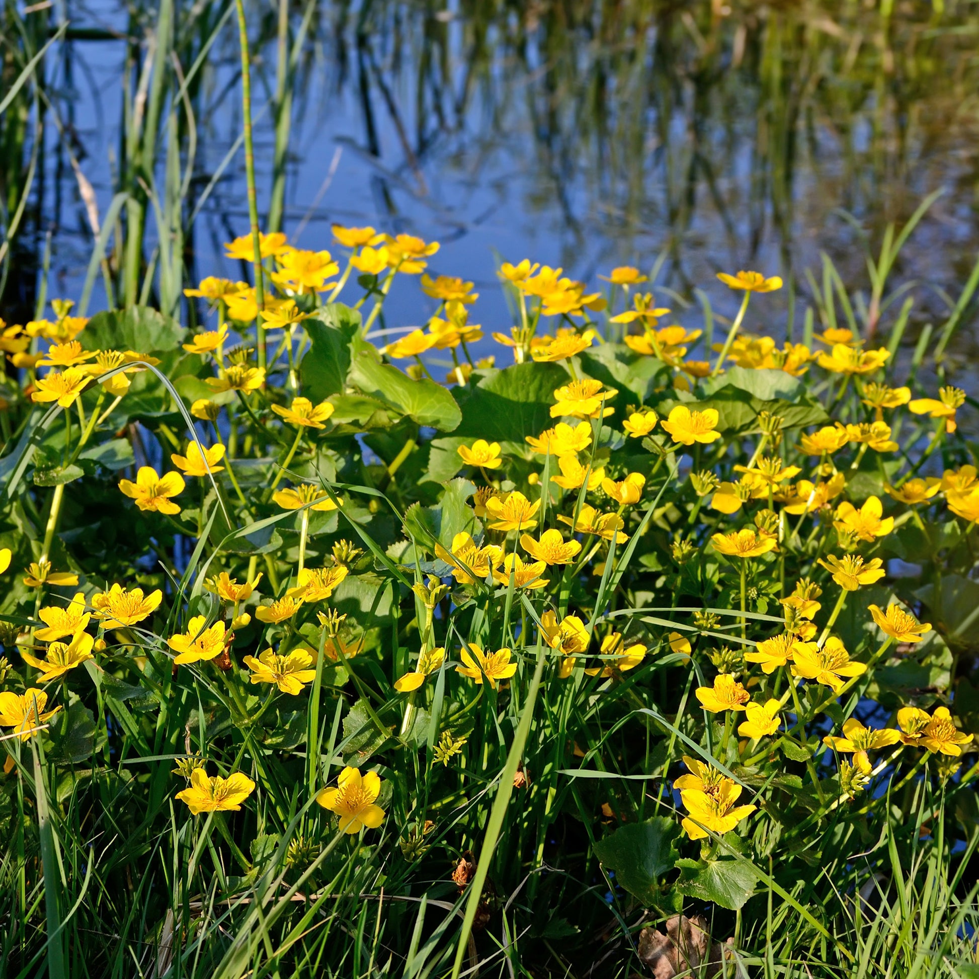 Populage des marais - Souci d'eau - Caltha palustris - Bakker