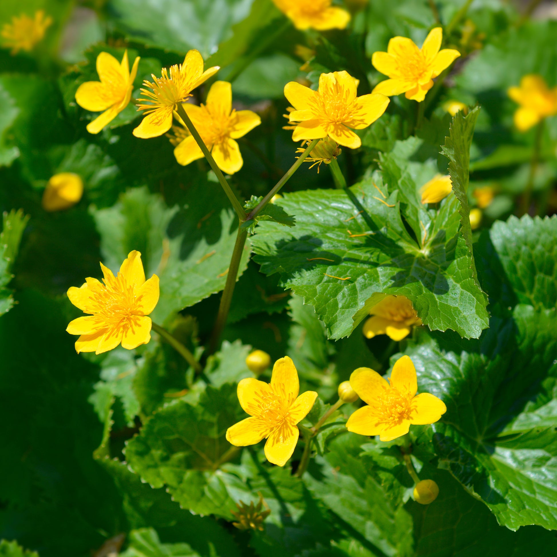 Caltha palustris - Populage des marais - Souci d'eau - Toutes les plantes de bassin