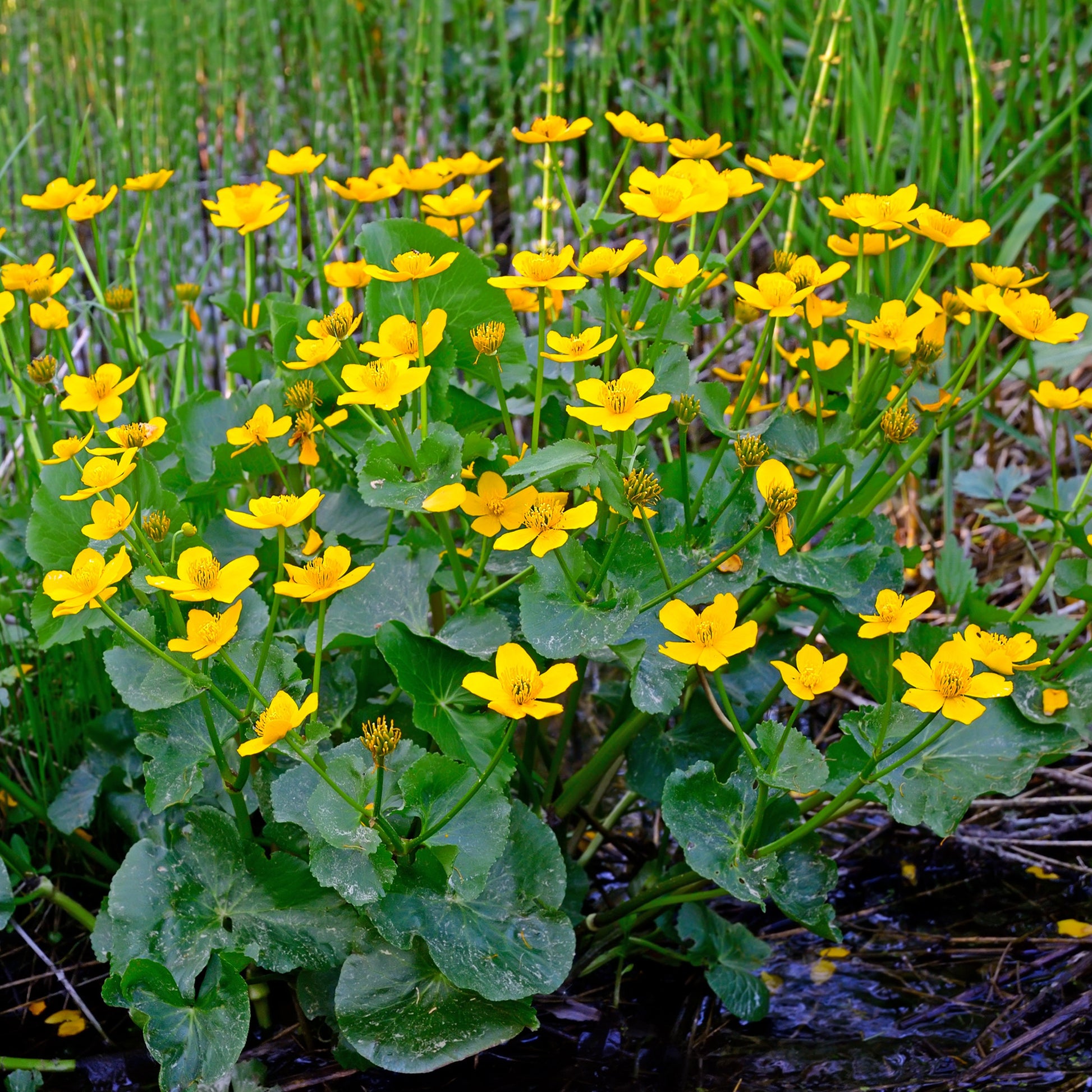 Toutes les plantes de bassin - Populage des marais - Souci d'eau - Caltha palustris