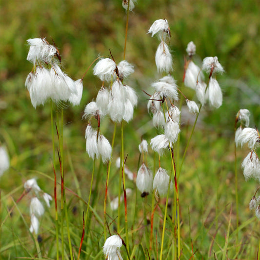 Linaigrette à feuilles étroites - Bakker
