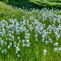 Linaigrette à feuilles étroites - Eriophorum angustifolium - Bakker