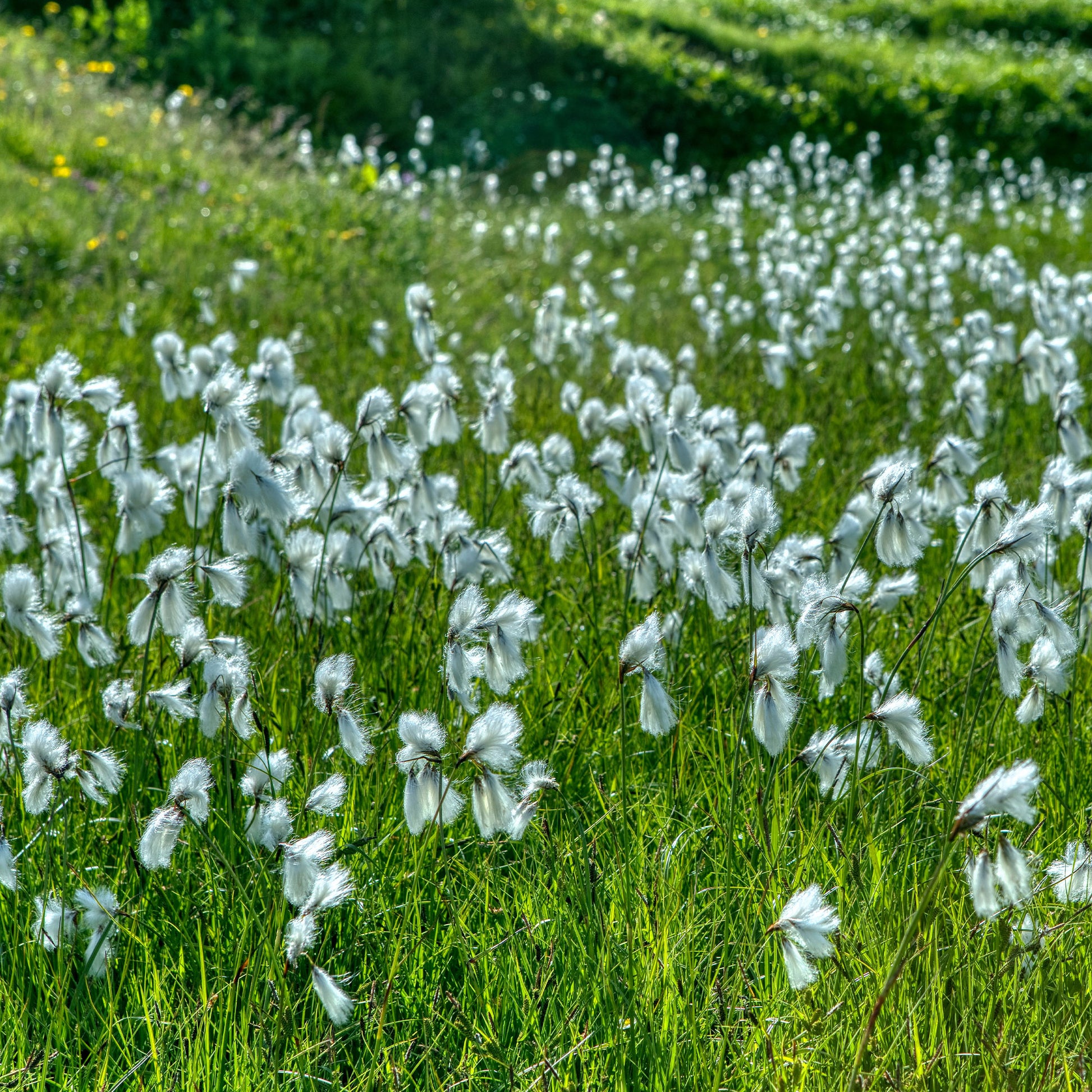 Linaigrette à feuilles étroites - Eriophorum angustifolium - Bakker