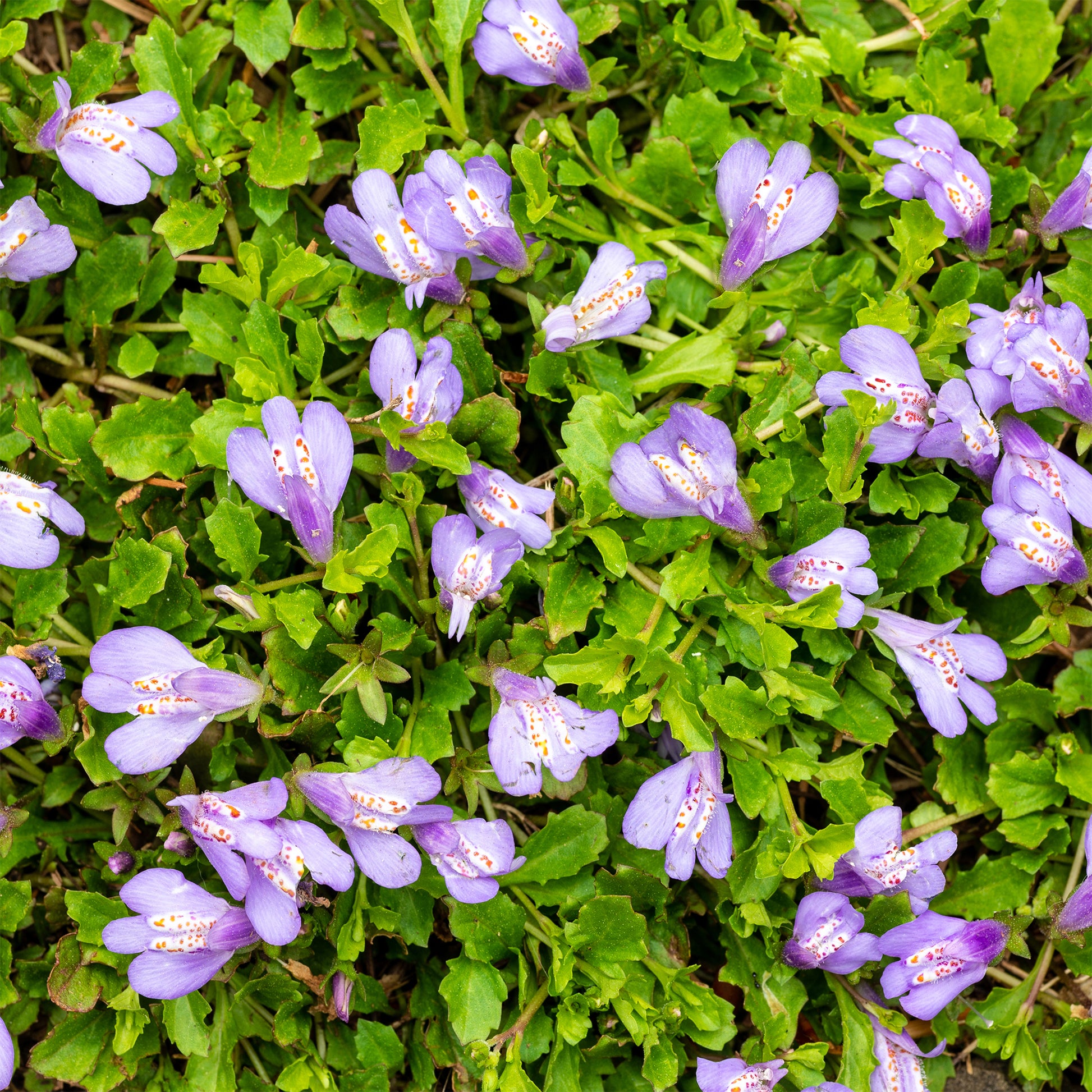 Mazus reptans Blue - Mazus reptans - Bakker
