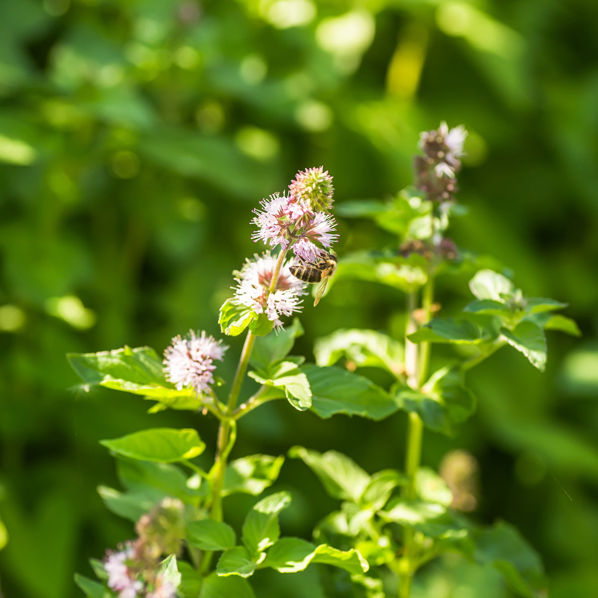 Mentha aquatica - Menthe aquatique - Toutes les plantes de bassin