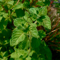 Menthe aquatique - Mentha aquatica - Bakker