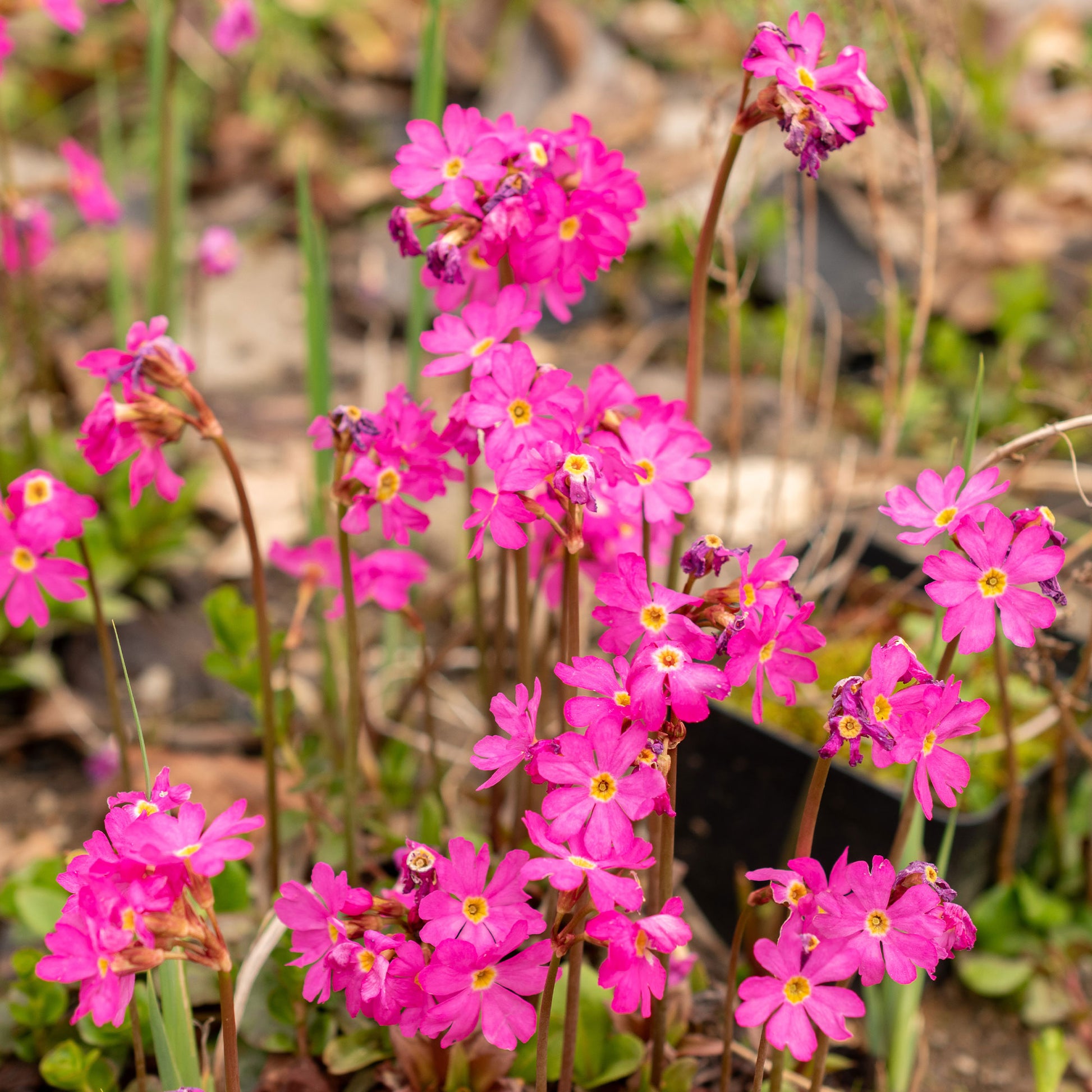 Primula rosea grandiflora - Primevère rose - Plantes de berge