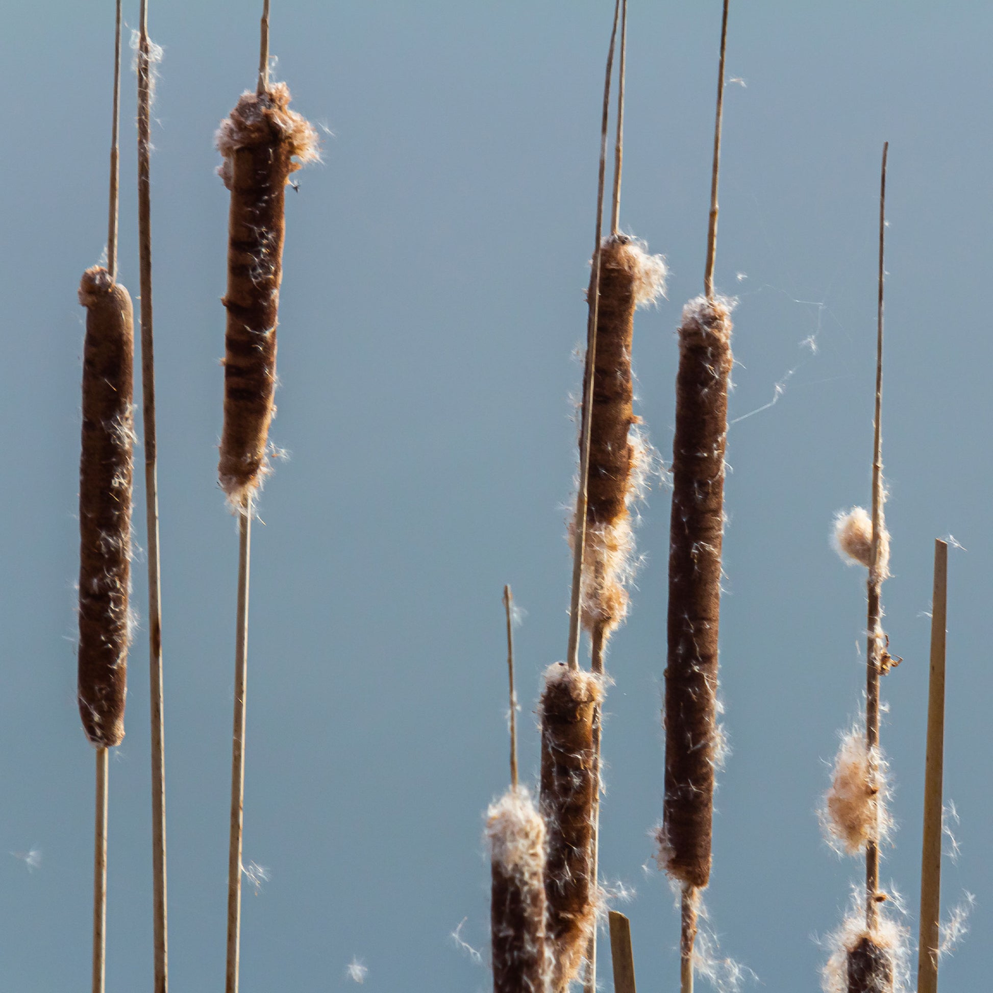 Massette - Massette à feuilles étroites - Typha angustifolia