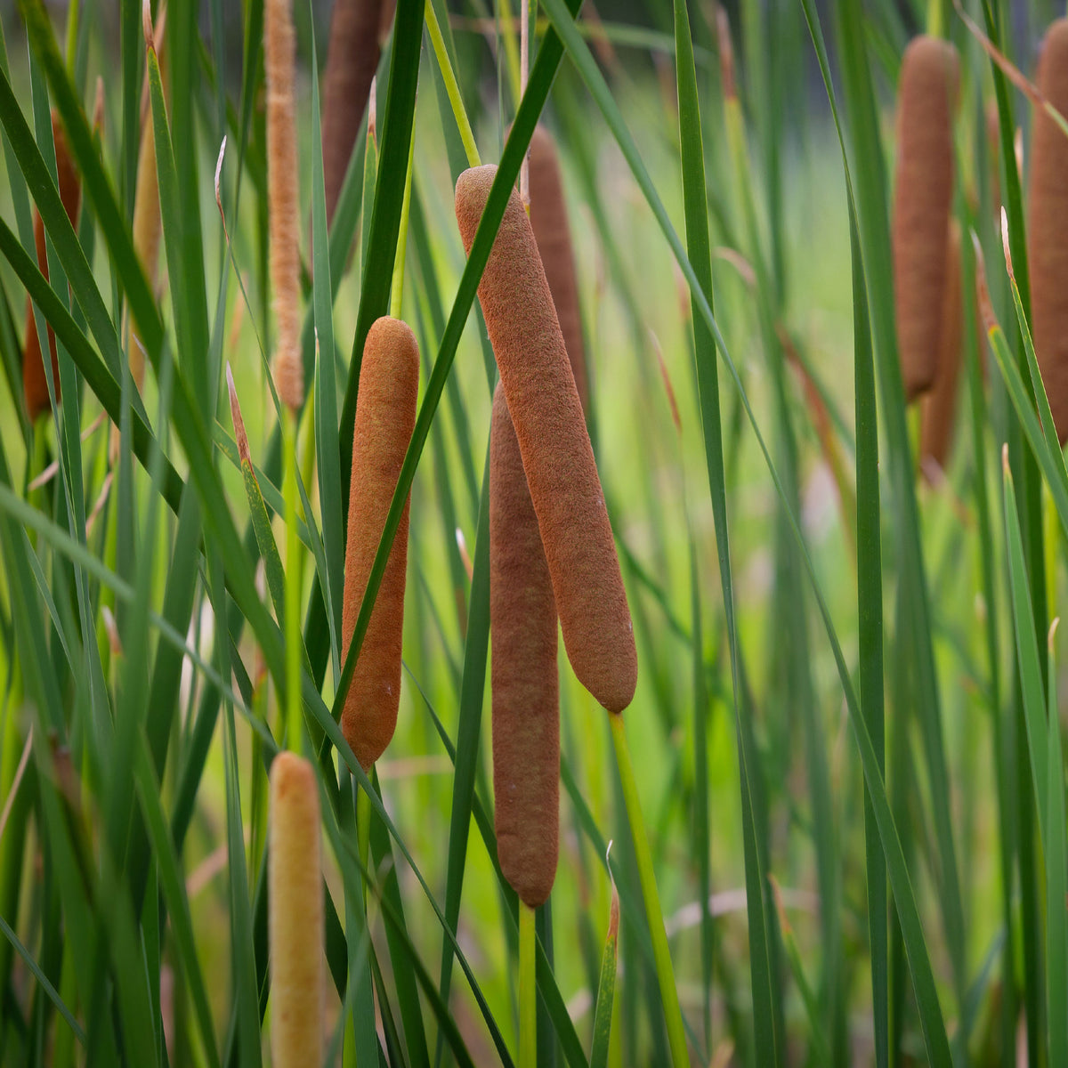 Typha angustifolia - Massette à feuilles étroites - Roseaux