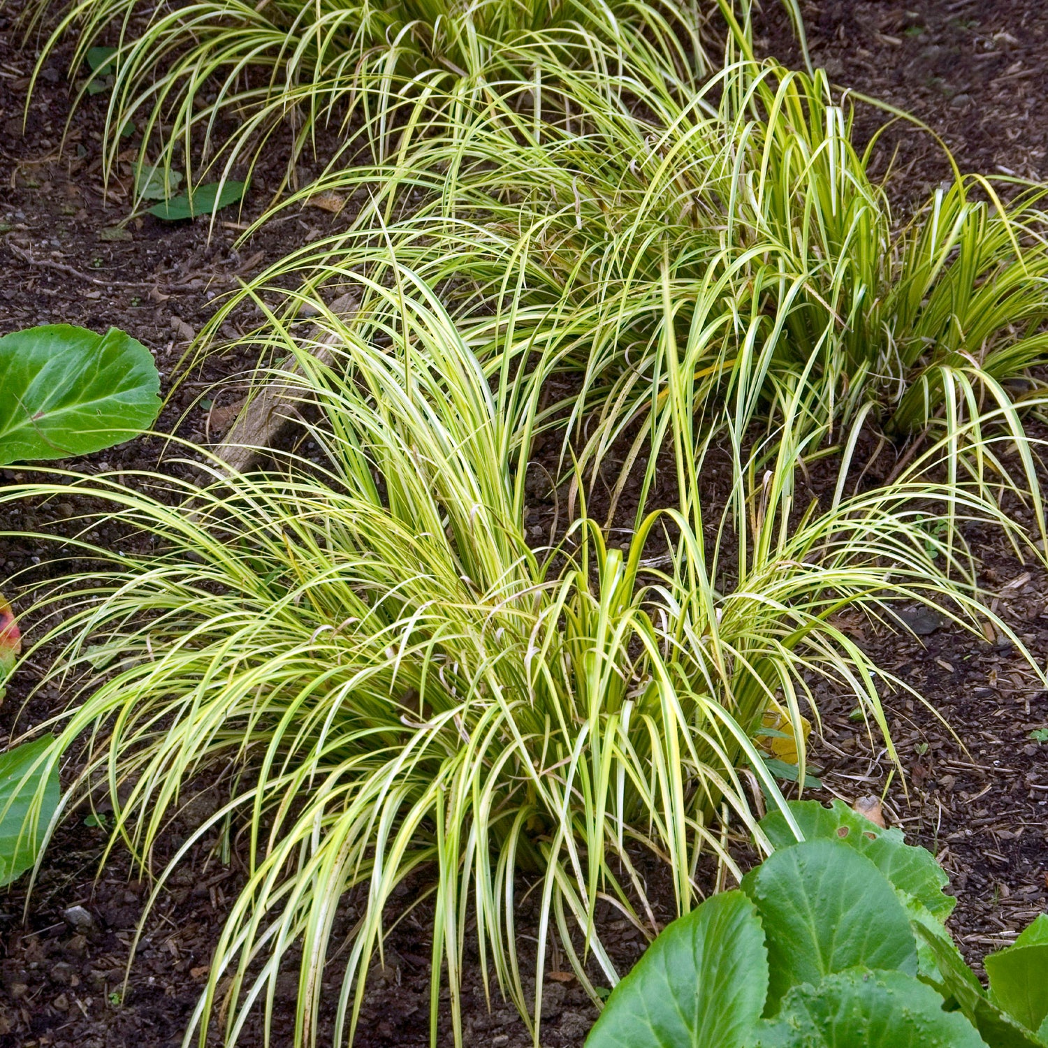 Acorus gramineus - Acore graminée