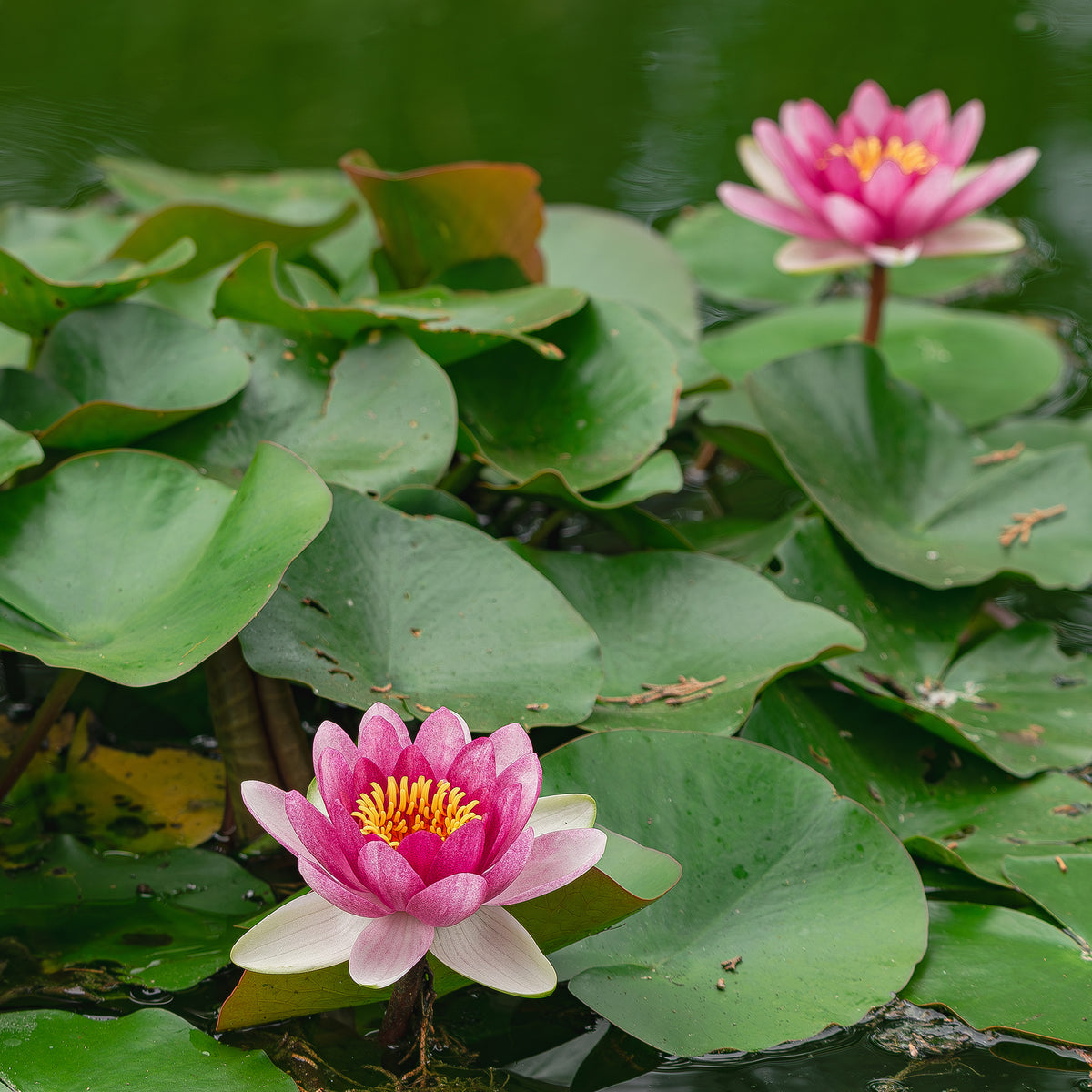 Nénuphar nain 'Pygmaea Rubra'