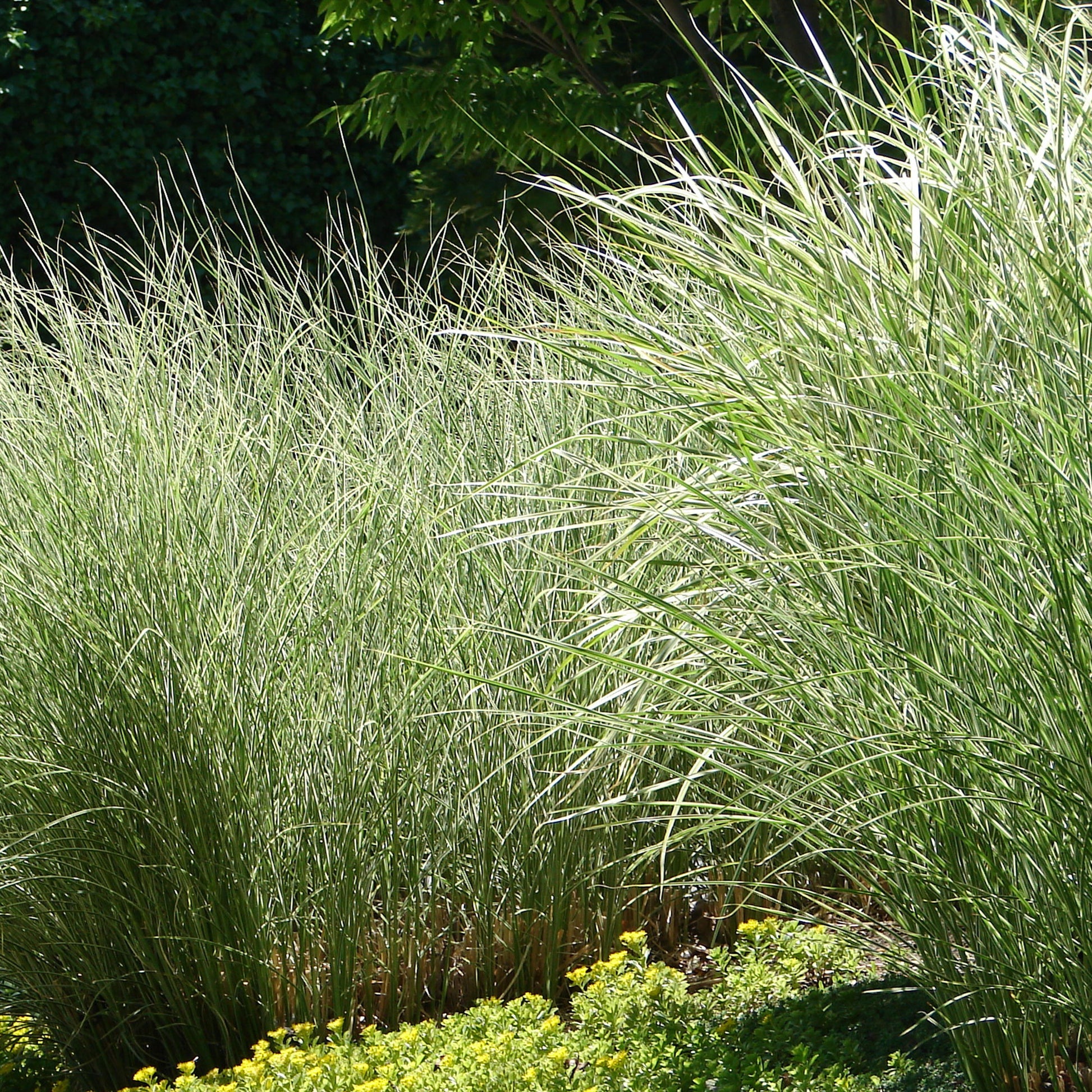 Roseau de Chine 'Morning Light' - Miscanthus - Miscanthus