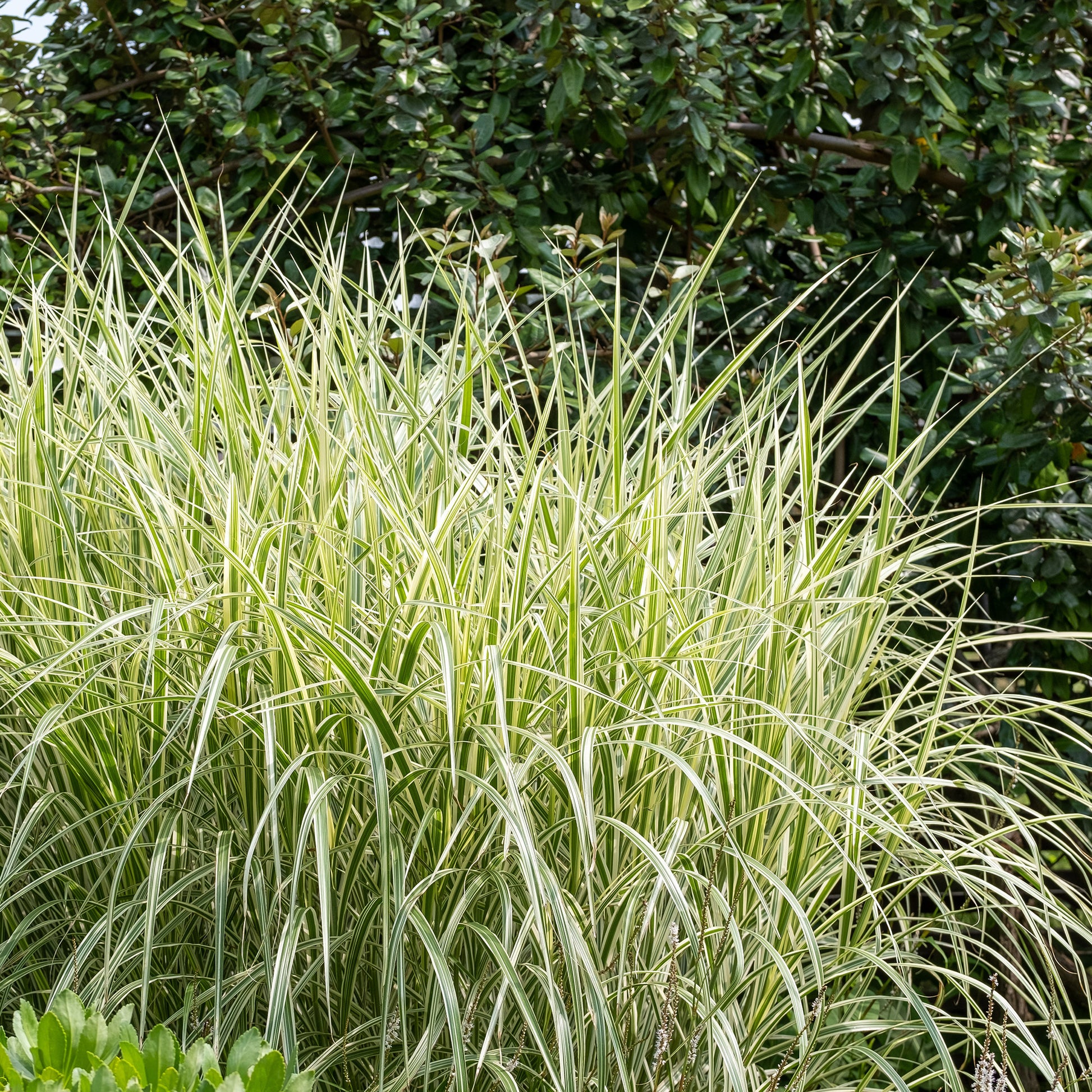Roseau de Chine 'Variegatus' - Miscanthus sinensis variegatus - Bakker