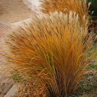 Roseau de Chine 'Gracillimus' - Miscanthus sinensis gracillimus - Bakker