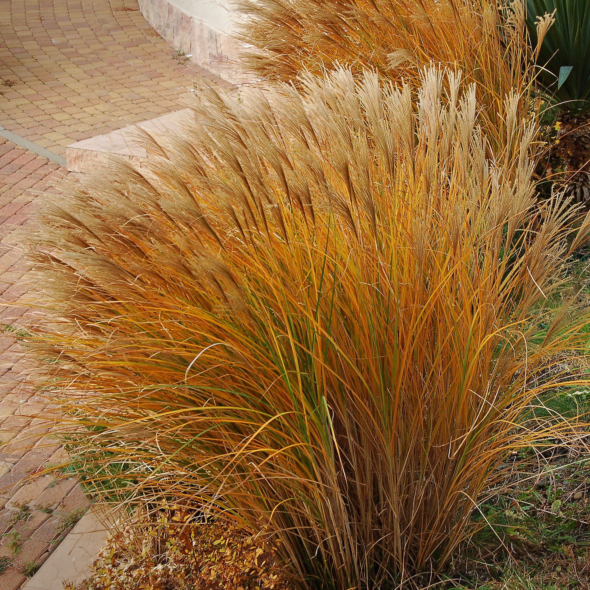 Roseau de Chine 'Gracillimus' - Miscanthus sinensis gracillimus - Bakker