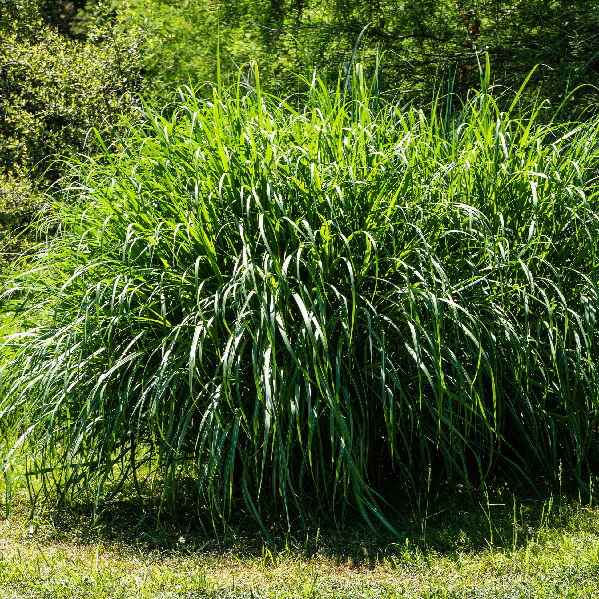 Vente Roseau de Chine 'Gracillimus' - Miscanthus sinensis gracillimus