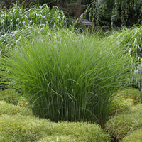 Roseau de Chine 'Gracillimus' - Bakker