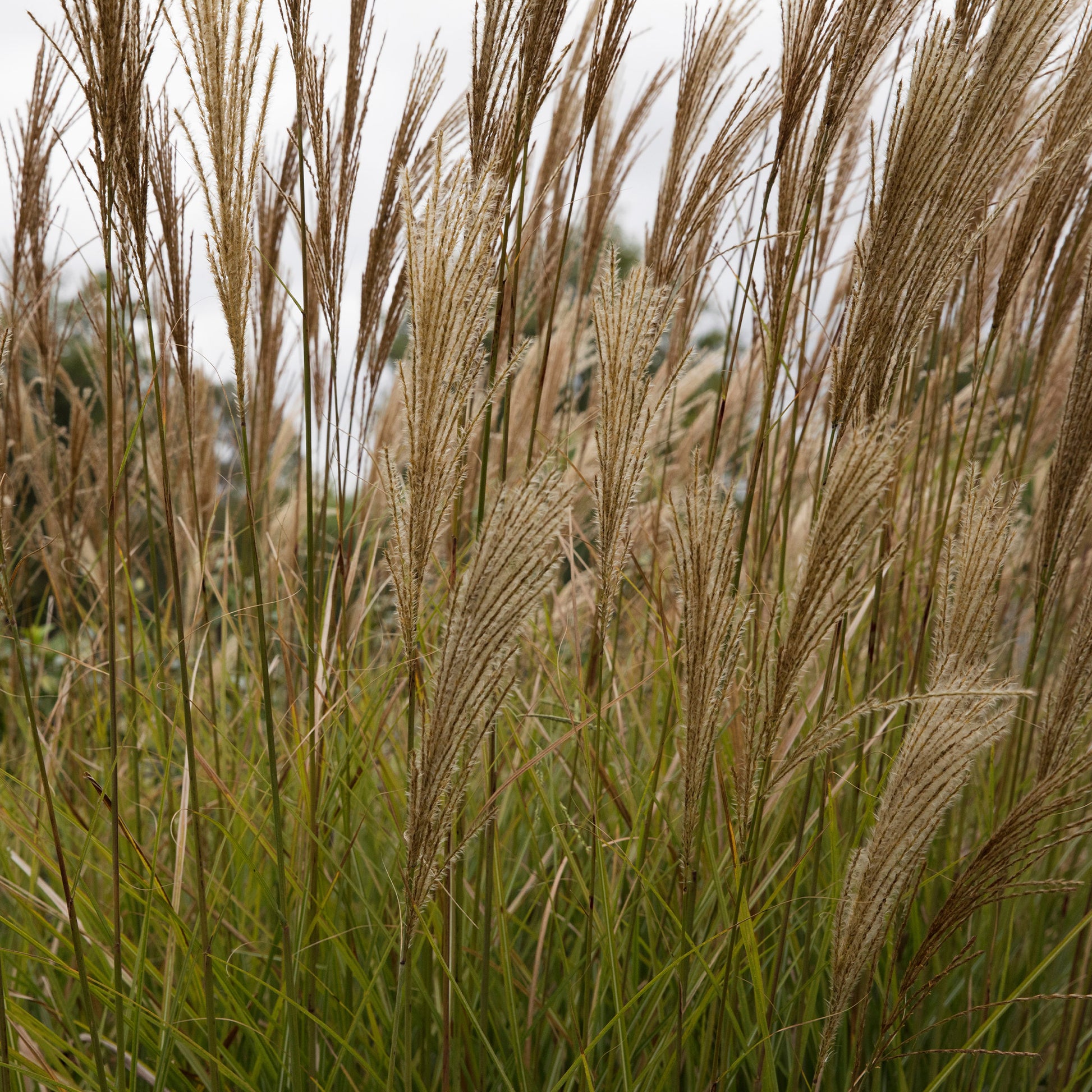 Vente Roseau de Chine 'Gracillimus'