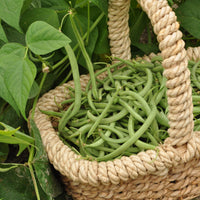 Phaseolus vulgaris nain mangetout contender - Haricot nain mangetout Contender - Graines de haricots