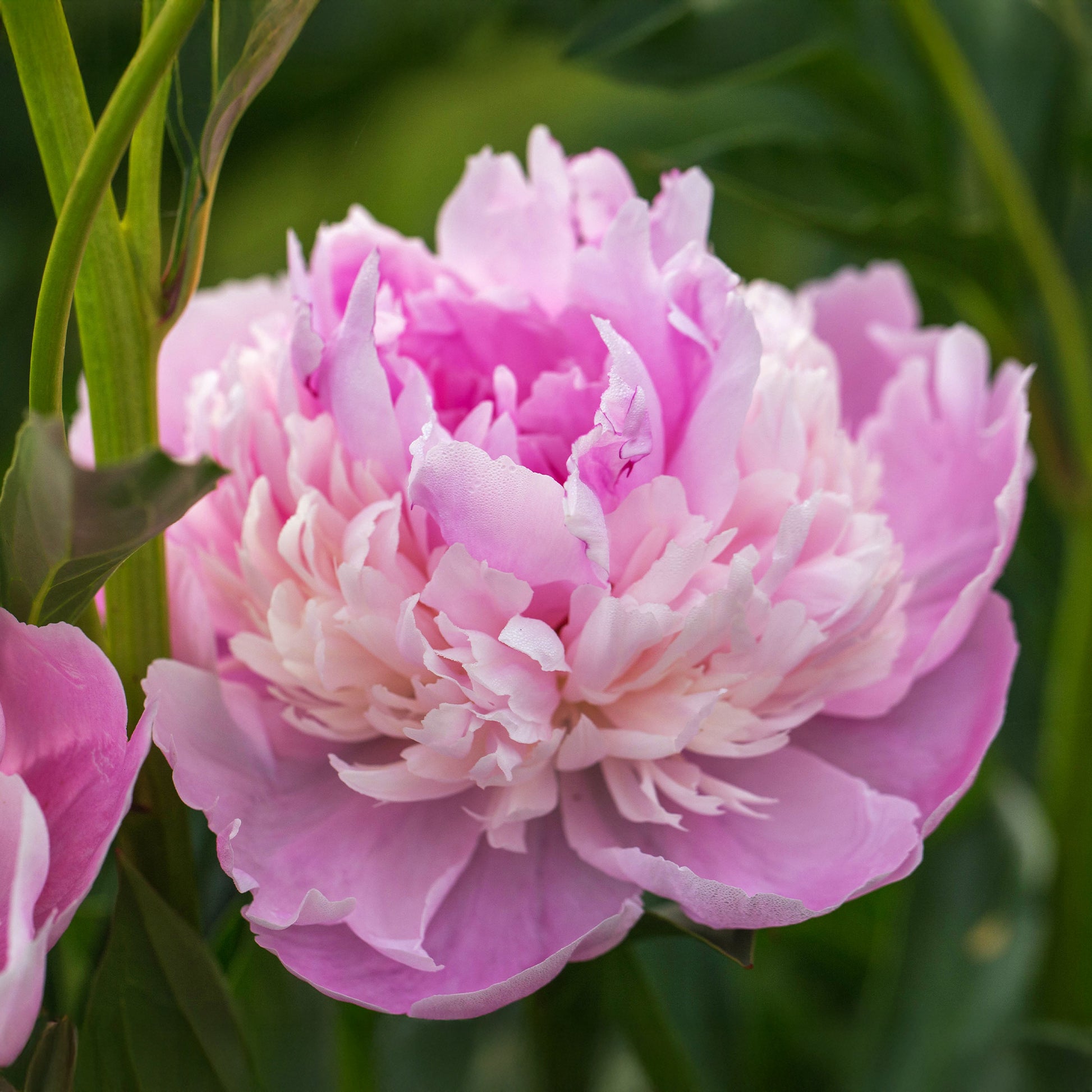Pivoine 'Sorbet' - Paeonia lactiflora x sorbet - Bakker