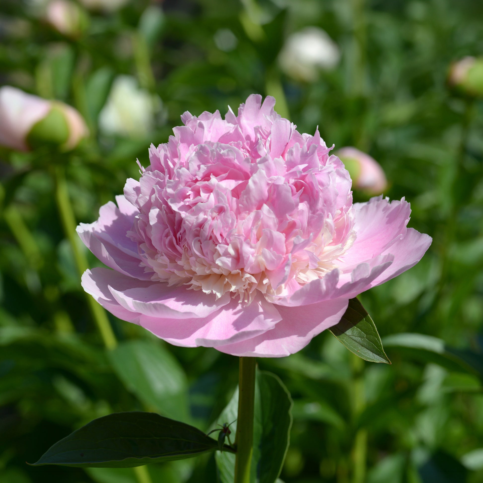 Pivoines - Pivoine 'Sorbet' - Paeonia lactiflora x sorbet