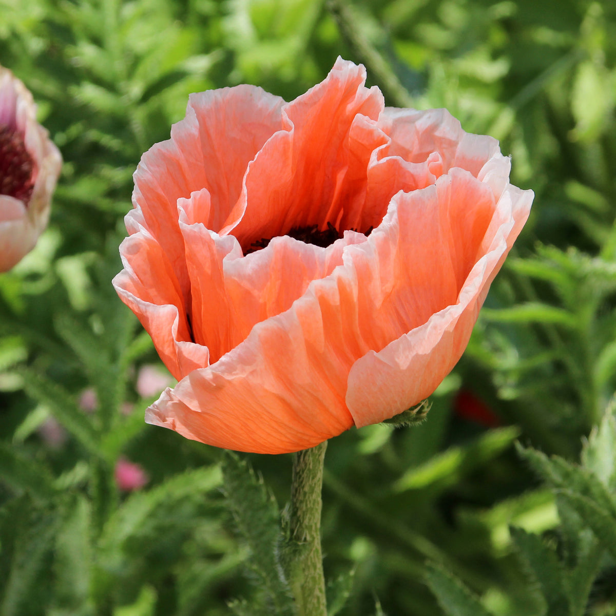 Pavot d'Orient 'Picotee' - Papaver orientale 'picotee' - Bakker