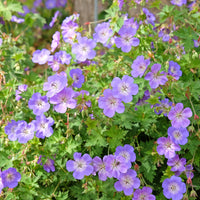 Vente Bec de grue Geranium 'Rozanne'