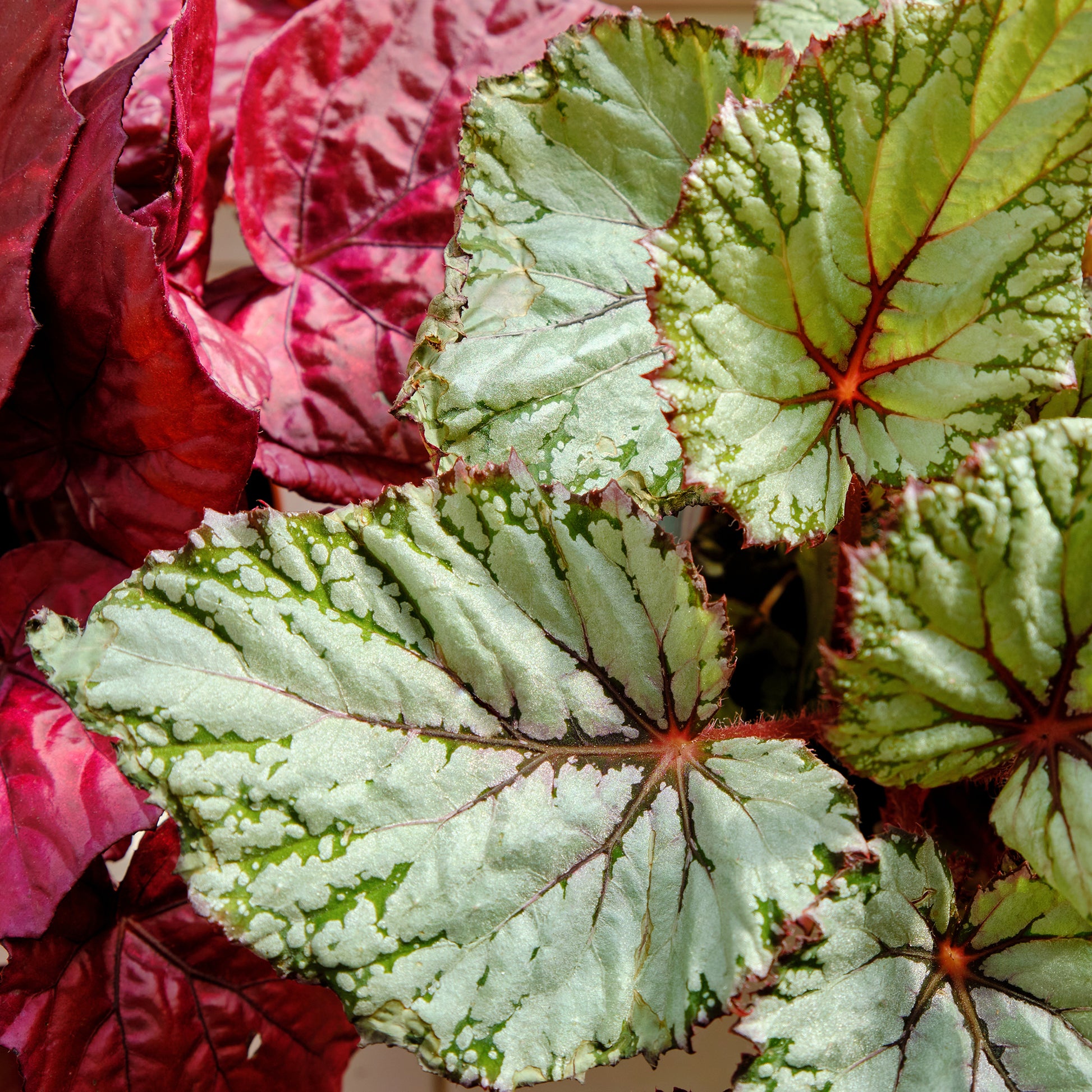 Begonia beleaf asian tundra - Bégonia Begonia 'Asian Tundra' - Plantes vertes d'intérieur