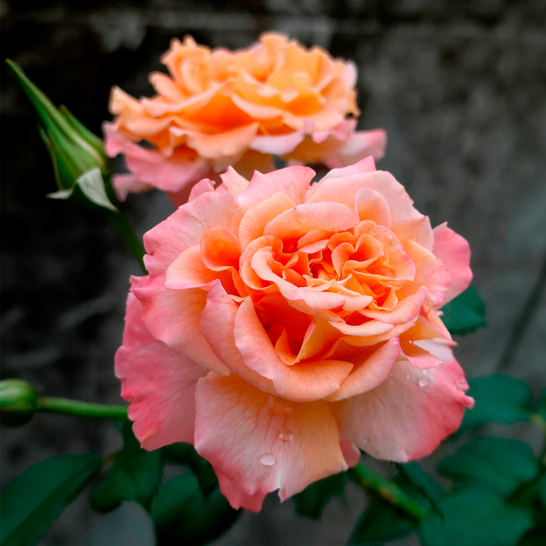 Rosier à grandes fleurs 'Augusta Louise' - Rosa augusta louise - Bakker