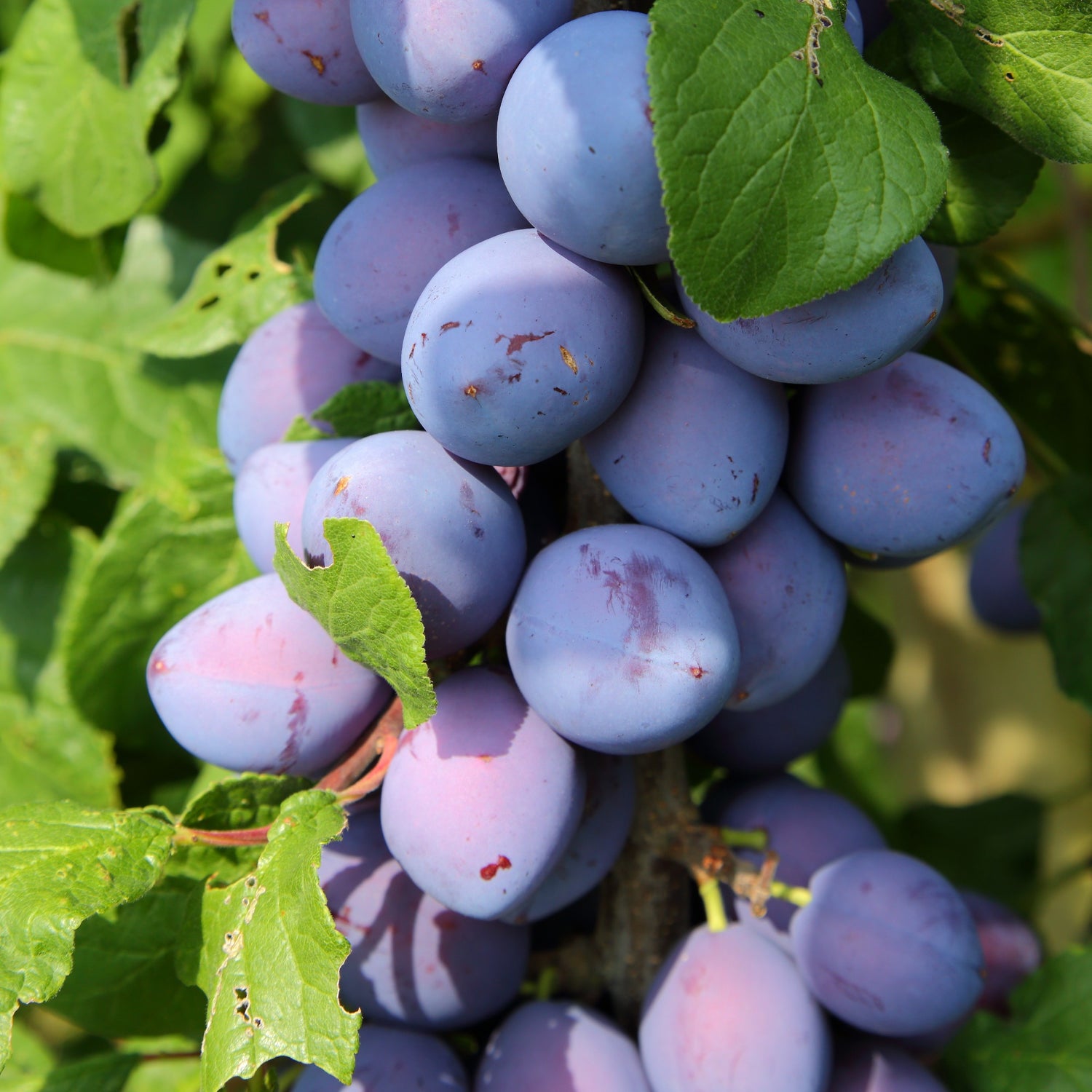 Arbres fruitiers nain
