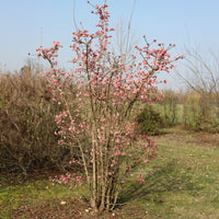Viburnum bodnantense Dawn - Viorne d'hiver 'Dawn' - Viornes