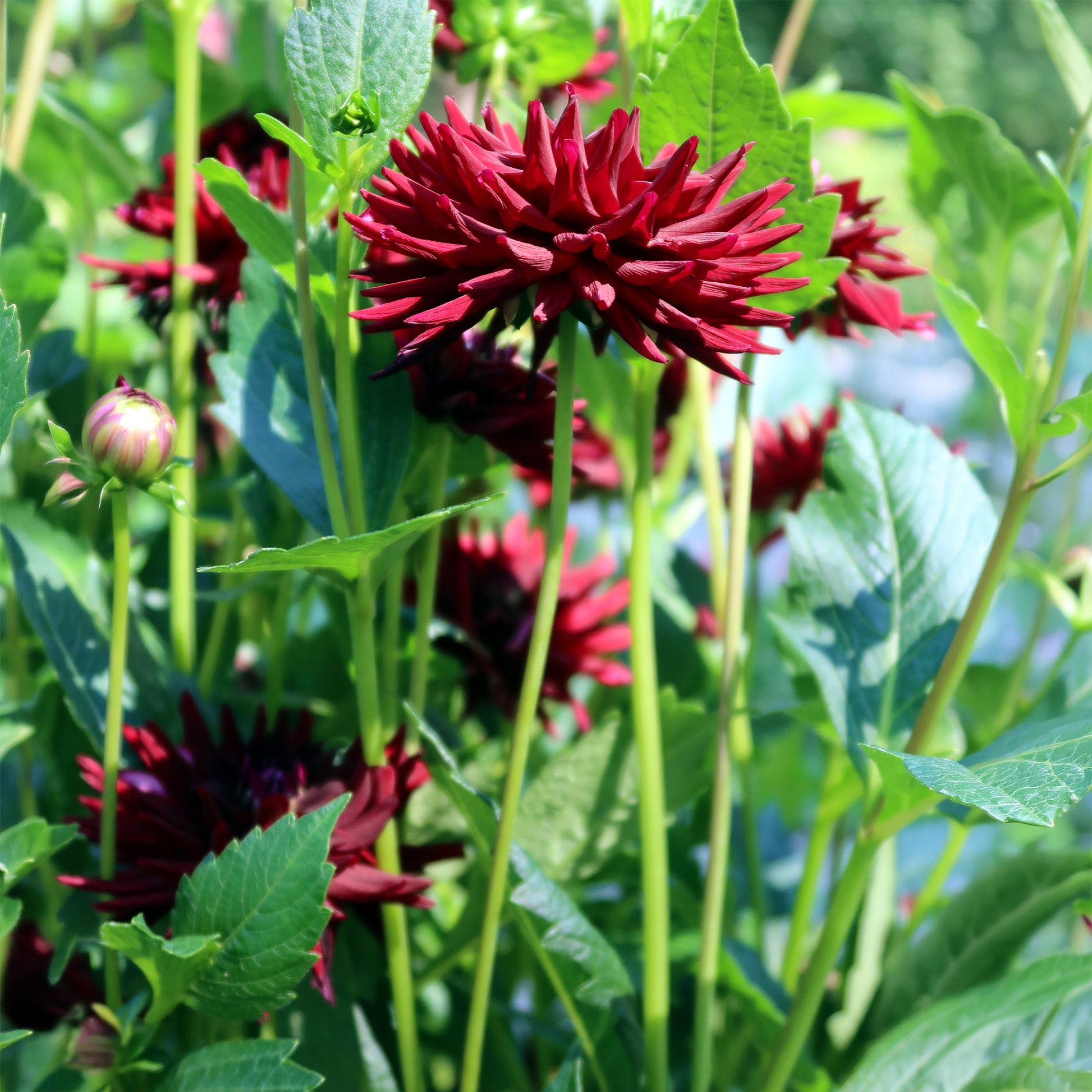 Bulbes de Dahlia - 3 Dahlias cactus presque noir Tamburo - Dahlia tamburo