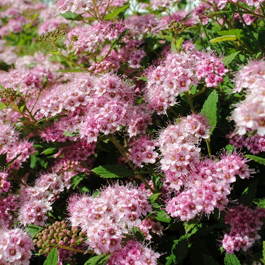 Spirée du Japon Shirobana - Spiraea japonica shirobana - Plantes d'extérieur