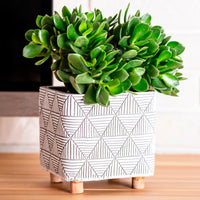 Crassula à feuilles ovales - Bakker