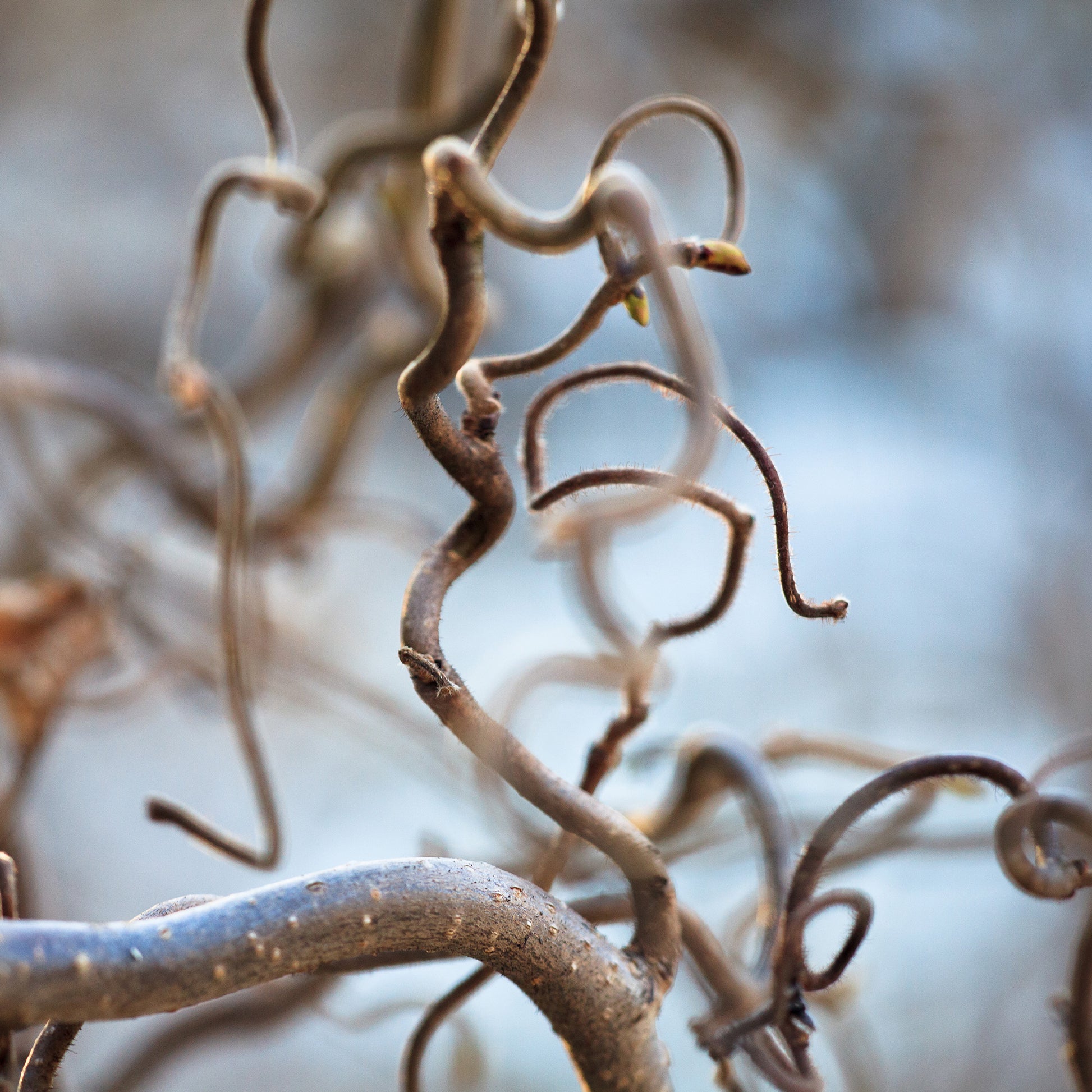 Noisetier - Noisetier tortueux 'Contorta' - Corylus avellana 'contorta'