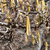Corylus avellana 'contorta' - Noisetier tortueux 'Contorta' - Noisetier