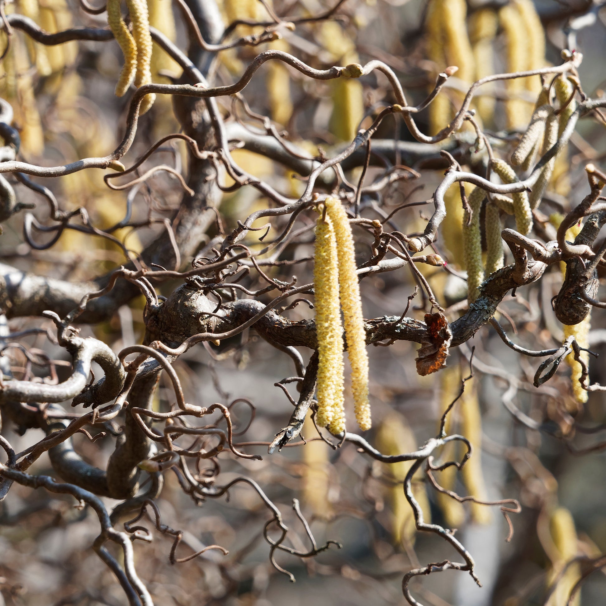 Corylus avellana 'contorta' - Noisetier tortueux 'Contorta' - Noisetier