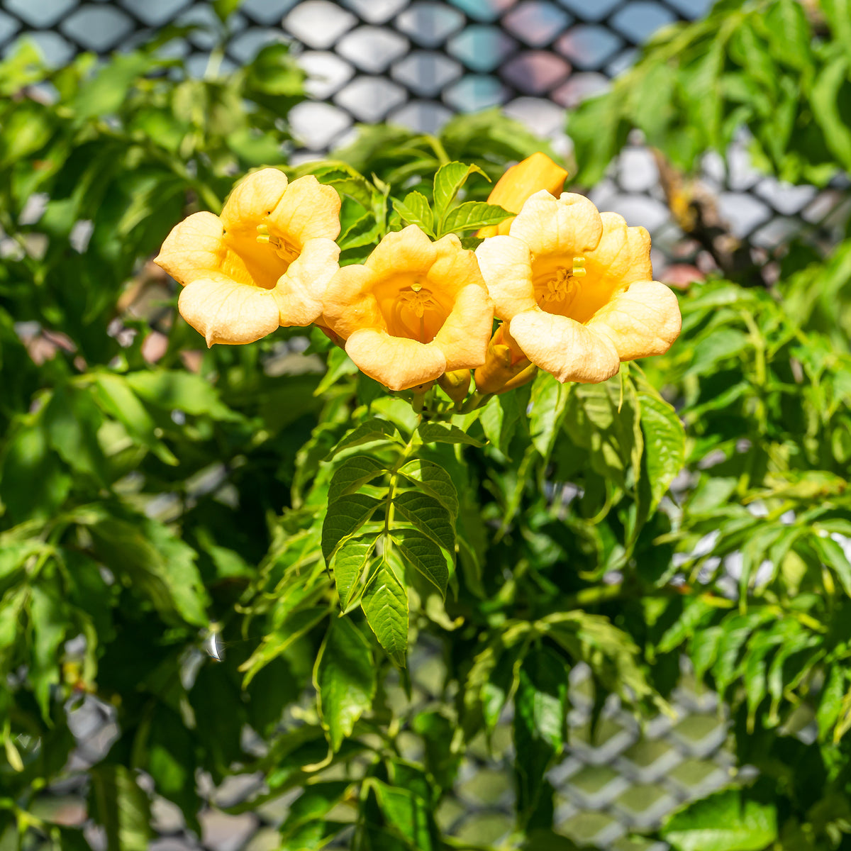 Campsis radicans 'Yellow Trumpet' - Campsis radicans Yellow Trumpet - Bakker