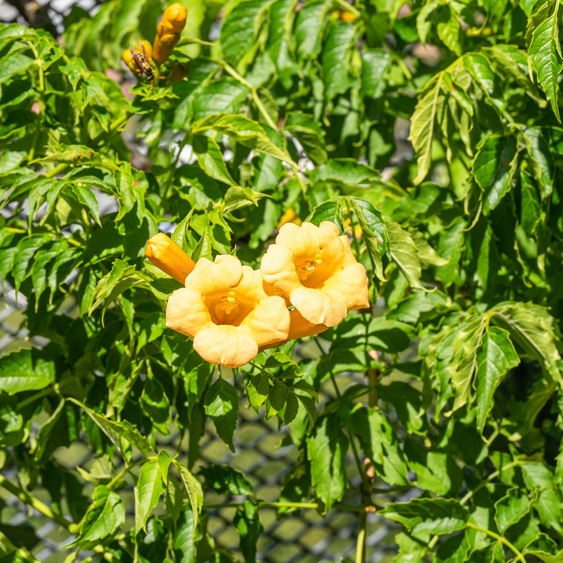 Campsis radicans Yellow Trumpet - Campsis radicans 'Yellow Trumpet' - Plantes grimpantes